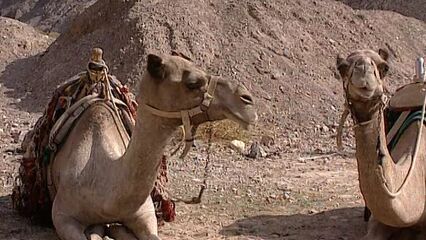 Индиана Мак 2: Секс в пустыне — с русским переводом